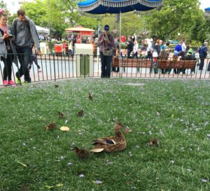 ducklings at Disneyland